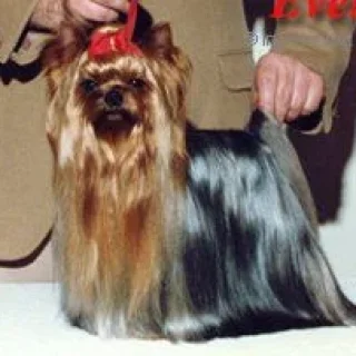 GOLDFEVER OF MILLMOOR — Labaza DogPedigree YorkshireTerrier